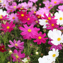 Hezhichun Mixed Color Cosmos, 1000 Seeds
