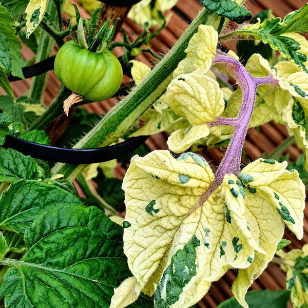 206 Dwarf Walter's Fancy Tomato, 5 Seeds