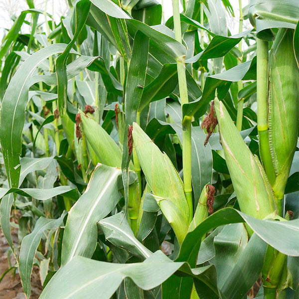Aotiannuo 75 Sweet Waxy Corn Seeds, 40g