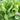 Year-Round Slow-Bolting Lettuce King Seeds, 10g