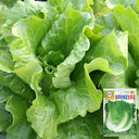 Year-Round Slow-Bolting Lettuce King Seeds, 10g