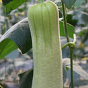 White Jade No.1 Luffa Seeds, 10g