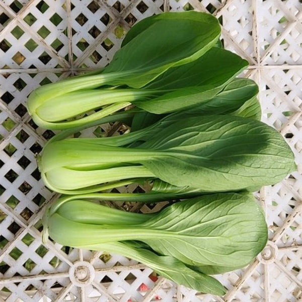 'Jinmei 22' Pak Choi Seeds, 10g