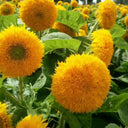 Teddy Bear Sunflower Seeds, 1g