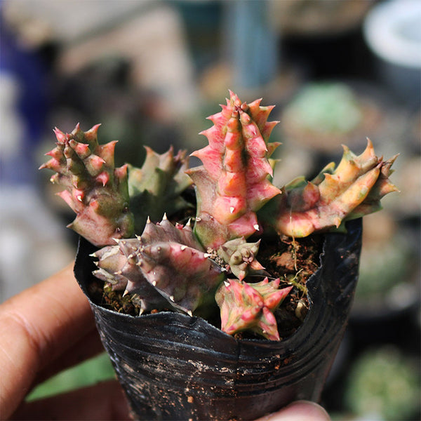 Variegated Huernia zebrina 'Lifesaver', 3-4cm