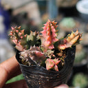 Variegated Huernia zebrina 'Lifesaver', 3-4cm
