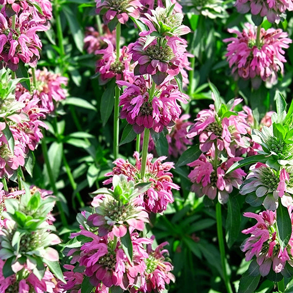 Lemon Mint Seeds, 1 Gram ≈ 1000 Seeds