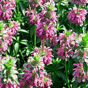 Lemon Mint Seeds, 1 Gram ≈ 1000 Seeds