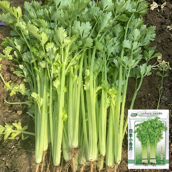 Four Seasons Fragrant Celery Seeds, 5g