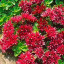 'Summer Glory' Stonecrop, 20 Seeds