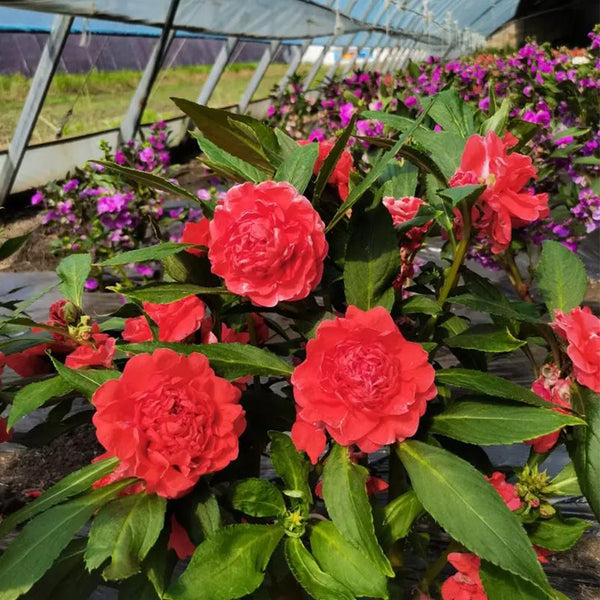 Red Garden Balsam Double Flower Seeds