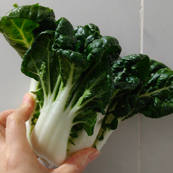'Snowdrop No. 1' Milk Cabbage Seeds, 10g