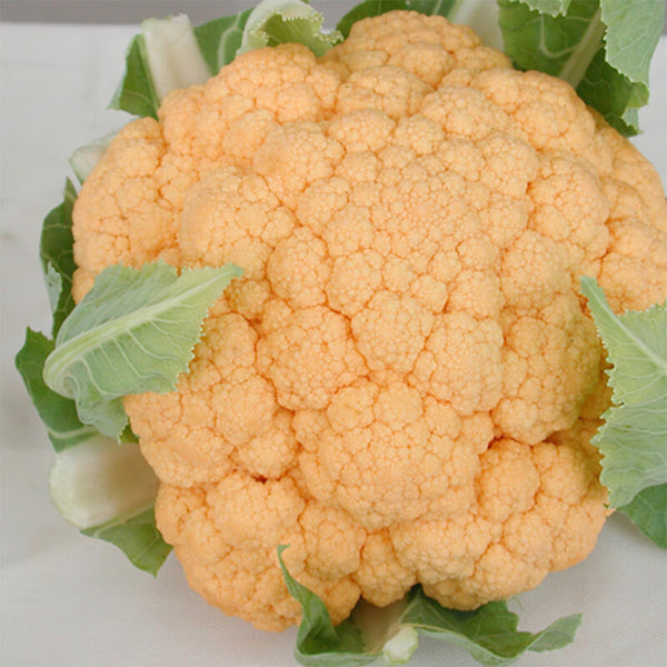 Orange Flower No.2 Cauliflower Seeds, 1g