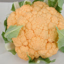 Orange Flower No.2 Cauliflower Seeds, 1g