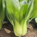 'Hezhiyuan' Shanghai Bok Choy Seeds, 10g