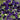 Royal Navy Blue Sweet Pea, 5 Seeds