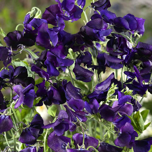 Royal Navy Blue Sweet Pea, 5 Seeds