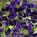 Royal Navy Blue Sweet Pea, 5 Seeds