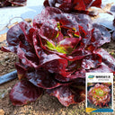 Coffee-colored Butter Lettuce Seeds, 3g