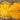 902 Kozula 174 Giant Tomato, 5 Seeds