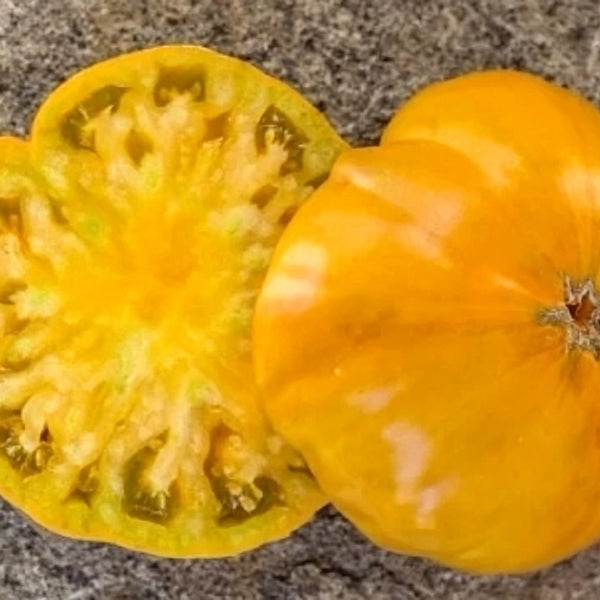 902 Kozula 174 Giant Tomato, 5 Seeds