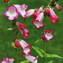 Hybrid Beardtongue Seeds, 200 Seeds