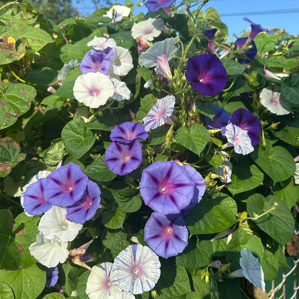 Hezhichun Morning Glory seeds, 1g