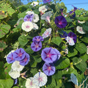 Hezhichun Morning Glory seeds, 1g
