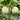 Tianzi Yubei White Baby Pumpkin, 5 Seeds