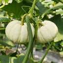 Tianzi Yubei White Baby Pumpkin, 5 Seeds