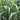 Sudangrass Seeds, 20g
