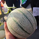 Maiour Melon Hybird F1 Seeds, 10 Seeds