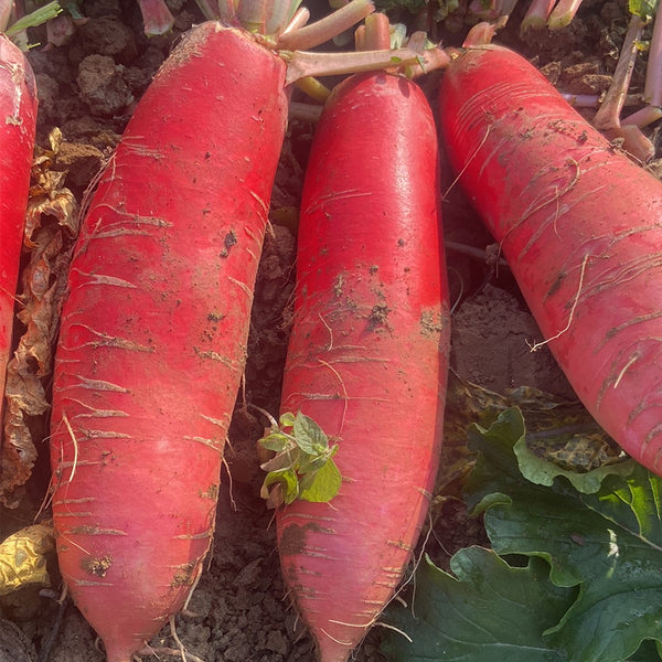 'Jinghong 30' Radish Seeds, 20g