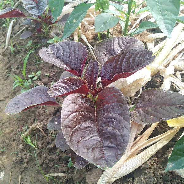Red Amaranth Seeds, 50g