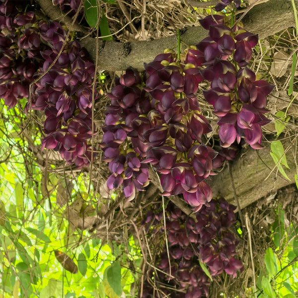 Evergreen Mucuna, 10 Seeds