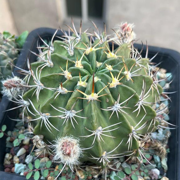 Echinopsis obrepanda, 3-4cm