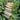 'Guangliang No.22' Radish Seeds, 50g
