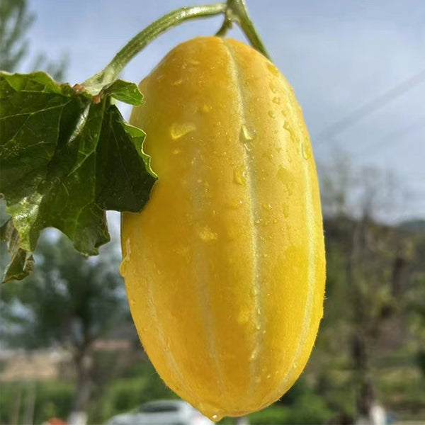 Golden Honey Melon Seeds, ~100 Seeds