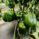 Square Green Pepper Seeds, 30 Seeds