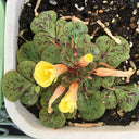 Oxalis 'Yellow Splash Hibiscus', 2 Bulbs
