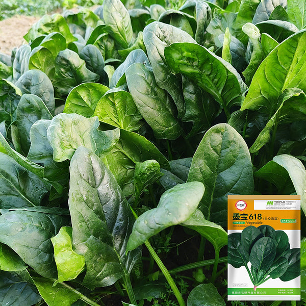 MoBao 618 Large-Leaf Spinach Seeds, 20g