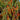 648 Eva Red Berry Tomato, 5 Seeds