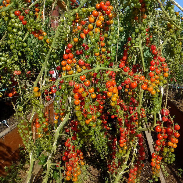 648 Eva Red Berry Tomato, 5 Seeds