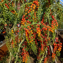 648 Eva Red Berry Tomato, 5 Seeds