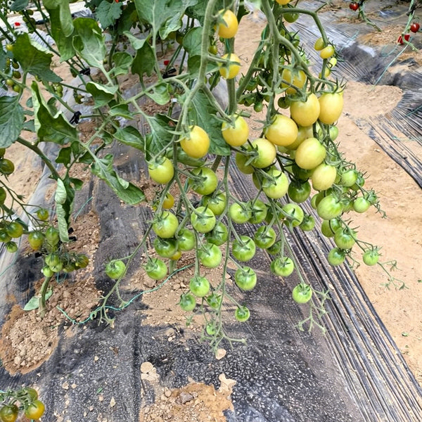 Green Jade Cherry Tomato, 10 Seeds