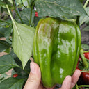 Wrinkled Spicy Pepper No.1 Seeds, 30 Seeds