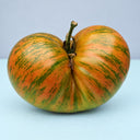 435 Kozula 224 Tomato, 5 Seeds
