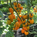 Yellow Roman Tomato Seeds, 100 Seeds