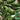 Heirloom Jalapeño Pepper, 10-20 Seeds