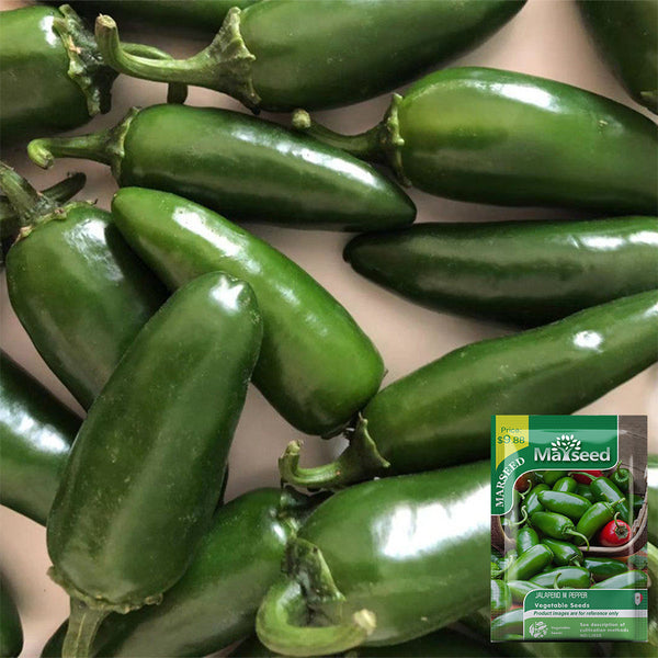 Heirloom Jalapeño Pepper, 10-20 Seeds